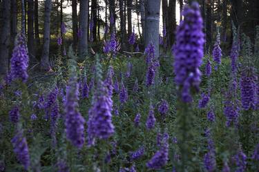 First light with foxgloves - Limited Edition of 10 thumb
