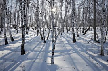SIberian winter birch forest - Limited Edition of 5 thumb
