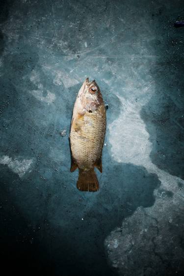 Print of Fish Photography by Stev Bonhage