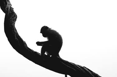 Black And White Monkey - Limited Edition of 20 thumb