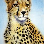 The Cheetah by Graeme Whittle