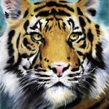 Tiger Tiger by Graeme Whittle
