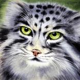 Pallas Cat by Graeme Whittle