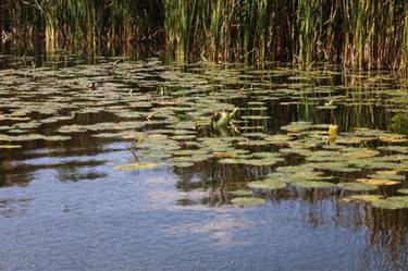 Lilypads 2491 Oil Paint Enhanced Photography thumb