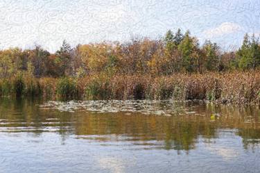 Sunlit Lilypads Amid Cattails Lakeshore Landscape Oil 2498 thumb