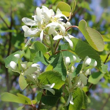 White Pear Flowers thumb