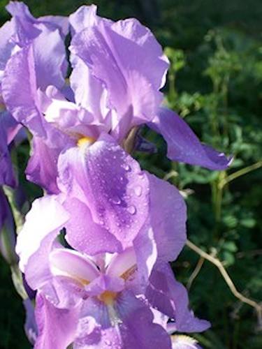 Raindrops on Elegant Irises thumb
