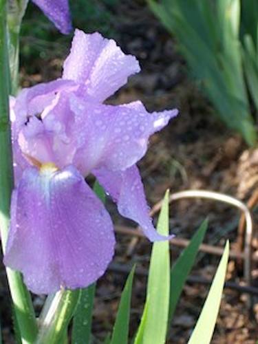 Raindrops on Shiver Iris thumb
