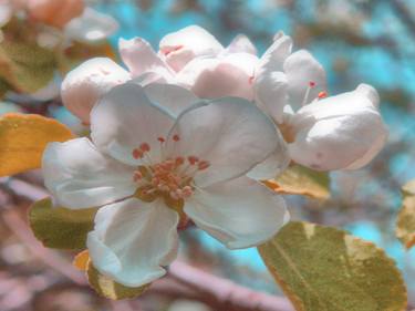 White Dreamy Apple Blossoms thumb