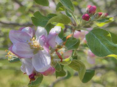 Dreamy Apple Blossoms and Buds thumb
