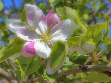 Dreamy Apple Blossoms thumb