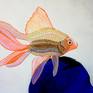The goldfish (Carassius auratus) is a freshwater fish in the family Cyprinidae of order Cypriniformes. It is commonly kept as a pet in indoor aquariums, and is one of the most popular aquarium fish.