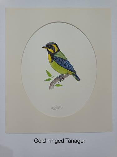 Original handmade water colours gold-ringed tanager Bird painting thumb