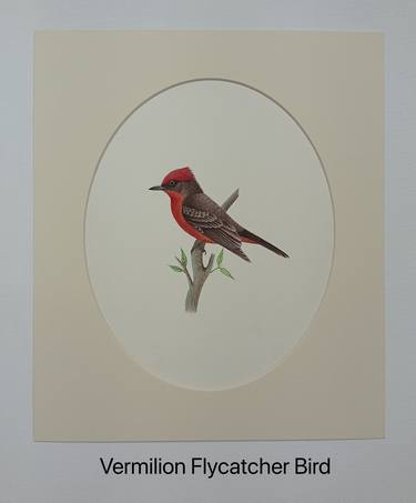 Original handmade water colours vermilion Flycatcher Bird painting thumb
