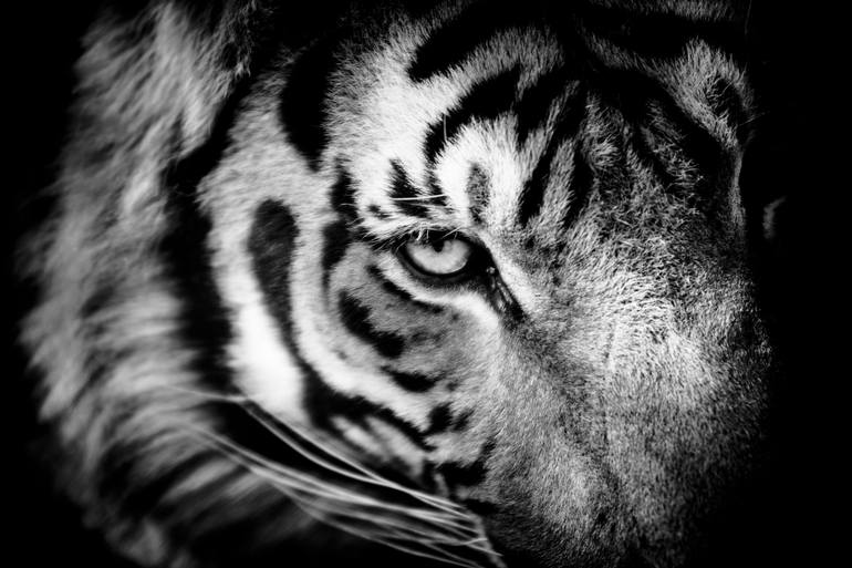 tiger eyes black and white