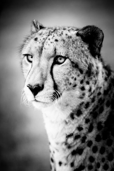Cheetah Portrait thumb
