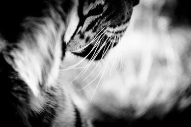 Print of Abstract Animal Photography by Beth Wold