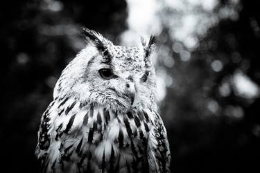 Original Fine Art Animal Photography by Beth Wold