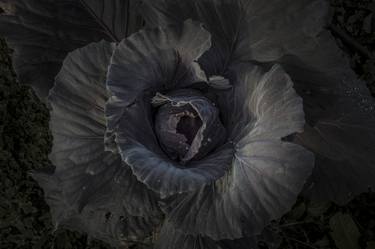 Original Fine Art Botanic Photography by Valentino Griscioli