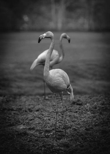 Original Animal Photography by Valentino Griscioli