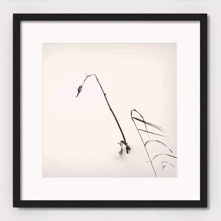 Original Black & White Nature Photography by Lena Weisbek