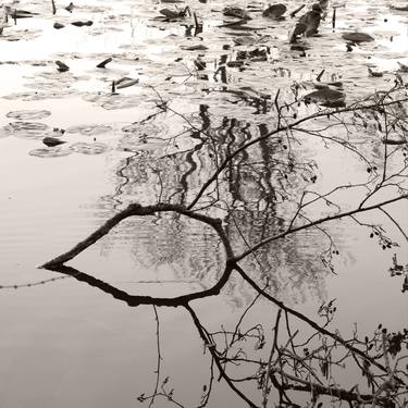 Original Black & White Nature Photography by Lena Weisbek