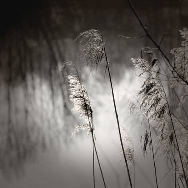 Original Black & White Nature Photography by Lena Weisbek