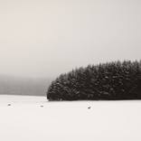 Collection Silence