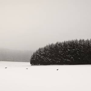 Collection Silence