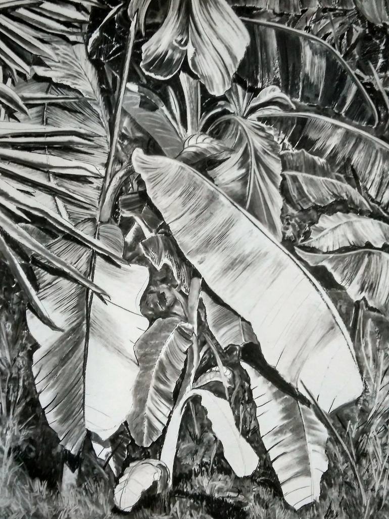 charcoal drawing plants