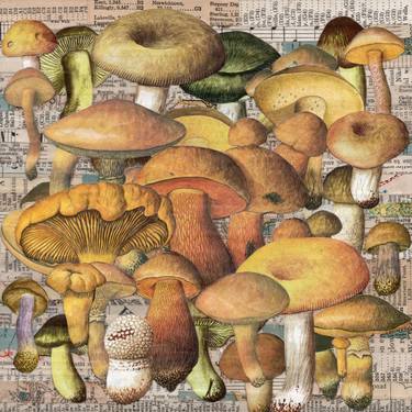 " Millions of Mushrooms" thumb