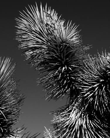 Original Black & White Abstract Photography by Niqui Carter