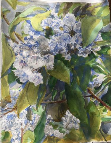 Original Botanic Paintings by kathleen burke