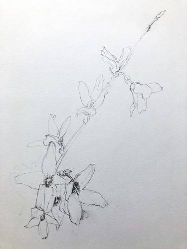 Original Figurative Floral Drawings by kathleen burke