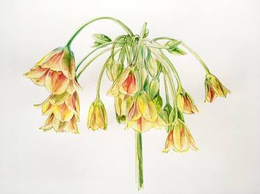 Original Realism Botanic Paintings by kathleen burke