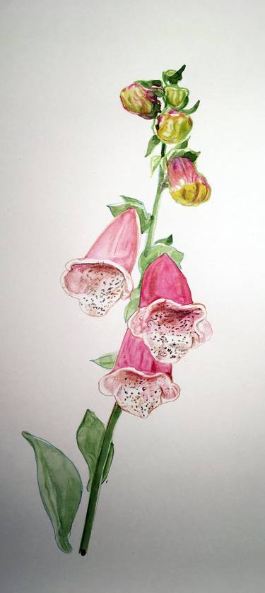 Print of Botanic Paintings by kathleen burke