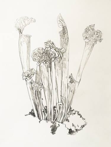 Original Botanic Drawings by kathleen burke