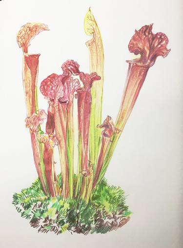 Original Illustration Botanic Paintings by kathleen burke