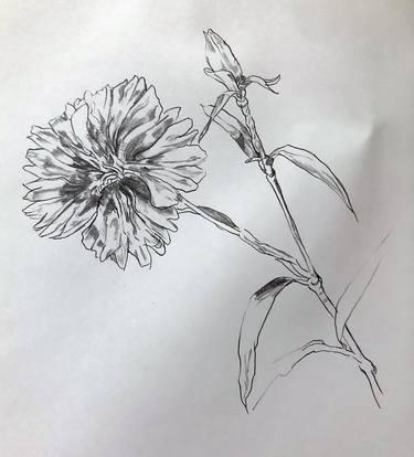 Original Botanic Drawings by kathleen burke