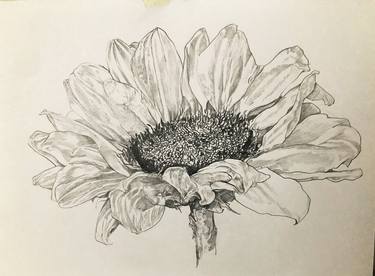 Original Botanic Drawings by kathleen burke