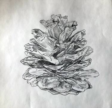 Original Figurative Botanic Drawings by kathleen burke