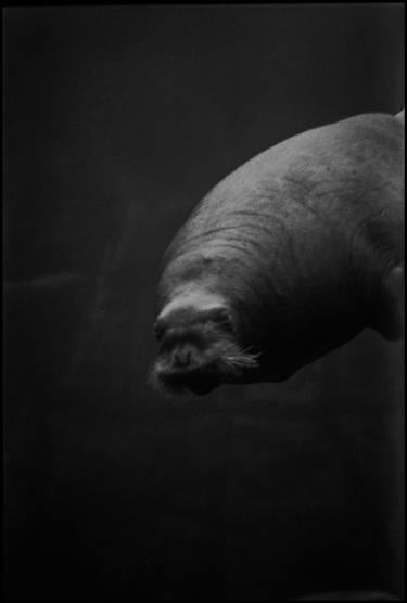 Print of Documentary Animal Photography by thomas duffé