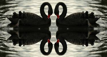 Original Abstract Animal Photography by Marina Black