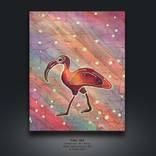 Ibis by Denisa Kurucova