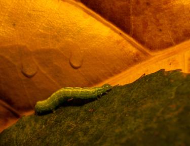 Caterpillar on fall leaves image