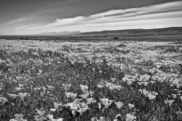 Poppy bloom in the desert image