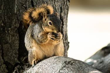 Squirrel feasting image
