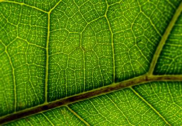 Print of Botanic Photography by Wolf Kroeger