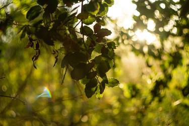 Oak Leaf Sun Beam image