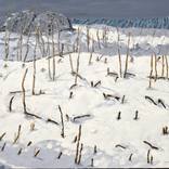 snow-3 by huyan hu
